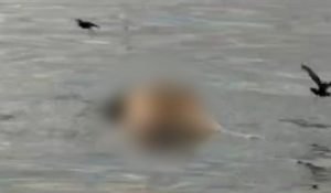 berita_211708100843_KorbanJukungSekarWangiDitemukanMengambangDikrumuniBurungLaut