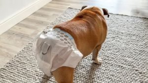 Anjing Menstruasi (1) (1)