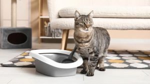 Cara Efektif Menggunakan Litter Box Kucing Jenis Terbuka di Dalam Rumah (2)