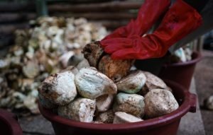 SOCFIN Bermitra dengan KOLTIVA