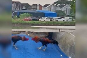 InCollage_20260210_092514490_6ou6Vshk9K