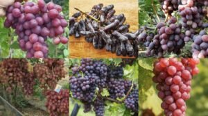 Screenshot_20260308_080818_InCollage - Collage Maker