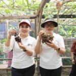 Panen Anggur di Subak Peraupan Barat, Ketua TP PKK Antari Jaya Negara Dorong Urban Farming dan Agrowisata Berkualitas