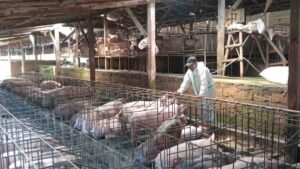 Pendampingan Peternak babi2026-05-26 at 15.49.19_DiDkWLXk3e