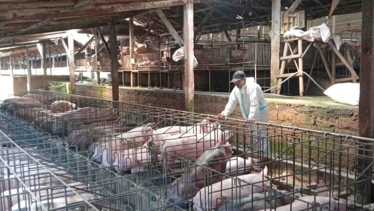 Antisipasi Penyakit Menular pada Babi, Dinas Pertanian Tabanan Terbitkan Surat Edaran dan Bagikan Desinfektan