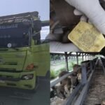 Dokumen Karantina Diduga Dipalsukan, 25 Sapi Tujuan Lampung Diamankan di Gilimanuk
