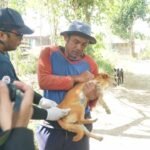 BAWA Gandeng Mahasiswa KKN UGM Gelar Vaksinasi Rabies dan Sterilisasi Anjing di 5 Banjar Desa Batur Tengah