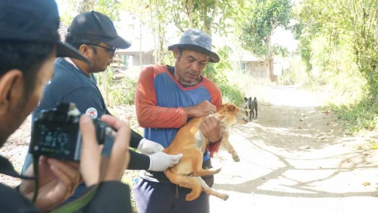 BAWA Gandeng Mahasiswa KKN UGM Gelar Vaksinasi Rabies dan Sterilisasi Anjing di 5 Banjar Desa Batur Tengah