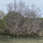 Pertamina Komit Pulihkan Mangrove Pedungan, LSM Kawal hingga Tuntas
