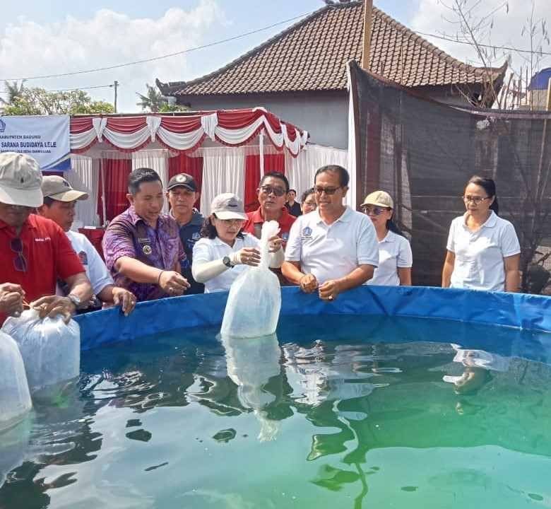 Budidaya Lele di Darmasaba (1)_BR9h6jdq6O