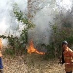 Lahan Bambu Terbakar di Jembrana, Pemadam Habiskan 16.500 Liter Air